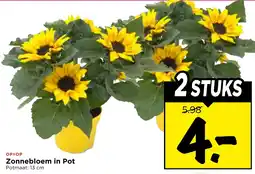 Vomar Voordeelmarkt Zonnebloem in Pot aanbieding