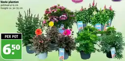 Poiesz Vaste planten aanbieding