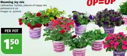 Poiesz Blooming Joy mix aanbieding