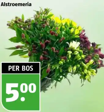 Poiesz Alstroemeria aanbieding
