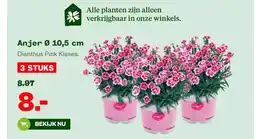 Welkoop Anjer Ø 10,5 cm aanbieding