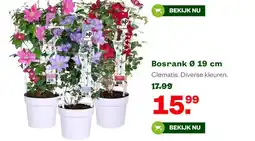 Welkoop Bosrank Ø 19 cm aanbieding