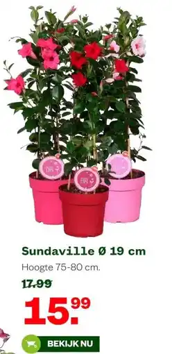 Welkoop Sundaville Ø 19 cm aanbieding