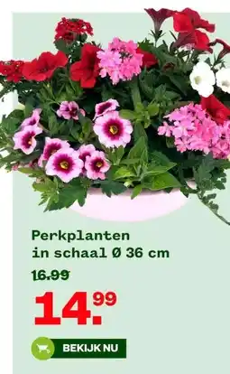Welkoop Perkplanten in schaal Ø 36 cm aanbieding