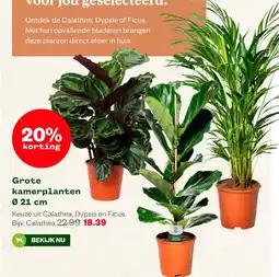 Welkoop Grote kamerplanten Ø 21 cm aanbieding
