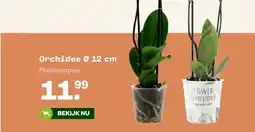 Welkoop Orchidee Ø 12 cm aanbieding