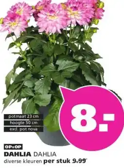 Ranzijn DAHLIA aanbieding