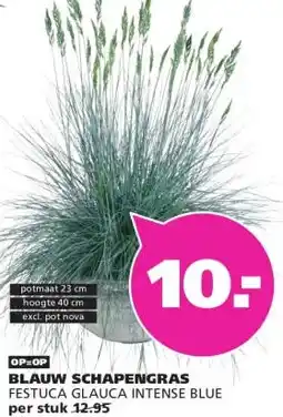 Ranzijn BLAUW SCHAPENGRAS aanbieding