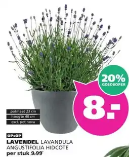 Ranzijn LAVENDEL aanbieding