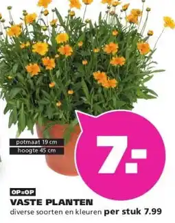 Ranzijn VASTE PLANTEN aanbieding