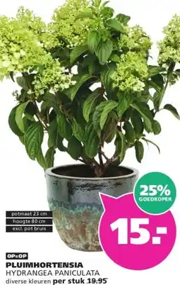 Ranzijn PLUIMHORTENSIA aanbieding