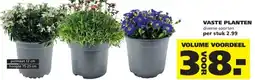 Ranzijn VASTE PLANTEN aanbieding