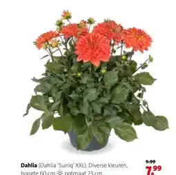 Intratuin Dahlia aanbieding