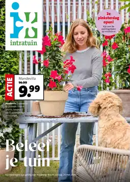 Intratuin Mandevilla aanbieding
