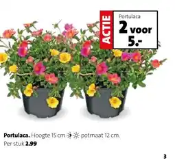 Intratuin Portulaca. aanbieding