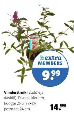 Intratuin Vlinderstruik aanbieding