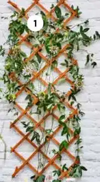 Intratuin Passiebloem aanbieding
