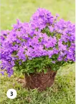 Intratuin Klokjesbloem aanbieding
