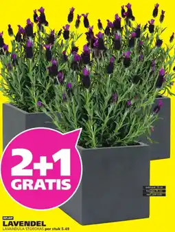 Ranzijn Lavendel lavandula stoechas aanbieding
