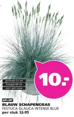 Ranzijn Blauw schapengras aanbieding