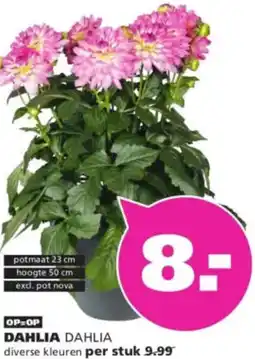 Ranzijn Dahlia aanbieding