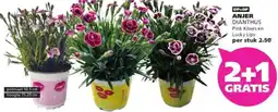 Ranzijn Anjer dianthus aanbieding
