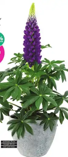 Ranzijn Lupine aanbieding