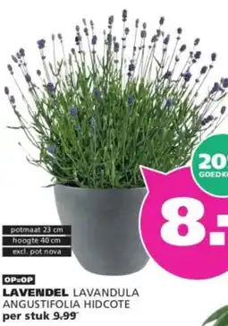 Ranzijn Lavendel aanbieding