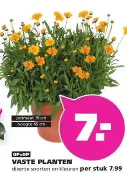 Ranzijn Vaste planten aanbieding