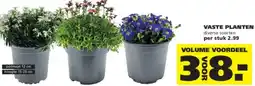 Ranzijn Vaste planten aanbieding