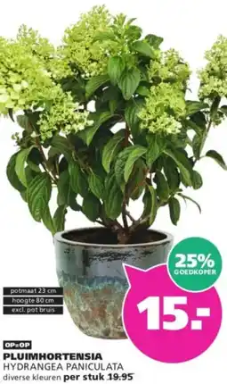 Ranzijn Pluimhortensia hydrangea paniculata aanbieding