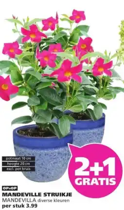 Ranzijn Mandeville struikje aanbieding