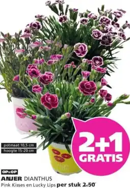 Ranzijn Anjer Dianthus aanbieding