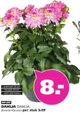 Ranzijn Dahlia aanbieding