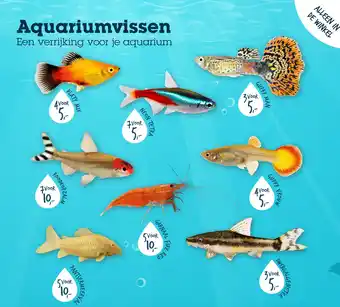 Discus Aquariumvissen aanbieding