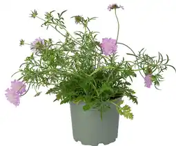 Intratuin Duifkruid (Scabiosa colombaria 'Pink Mist') D 17 H 30 cm aanbieding