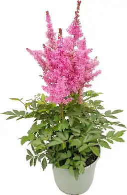 Intratuin Pluimspirea (Astilbe chinensis 'Younique Carmine') D 19 H 50 cm aanbieding