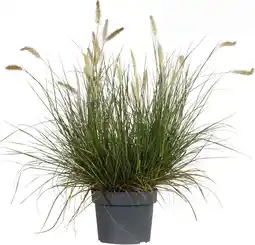 Intratuin Lampenpoetsersgras (Pennisetum alopcuroides 'Hameln') D 23 H 90 cm aanbieding
