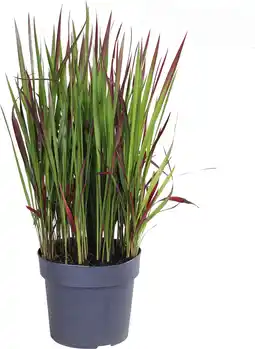 Intratuin Japans Bloedgras (Imperata cylindrica 'Red Baron') D 23 H 50 cm aanbieding