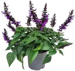Intratuin Siersalie (Salvia 'Purple & Bloom') D 23 H 70 cm aanbieding