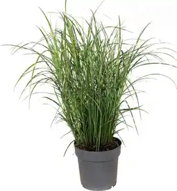 Intratuin Chinees Riet (Miscanthus sinensis 'Strictus Dwarf') D 23 H 70 cm aanbieding