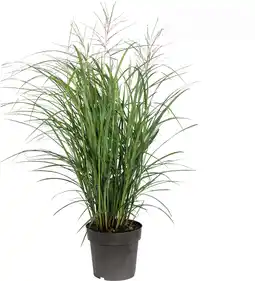 Intratuin Chinees Riet (Miscanthus sinensis 'Volcano') D 23 H 70 cm aanbieding