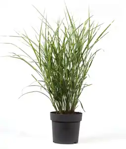 Intratuin Chinees Riet (Miscanthus sinensis 'Strictus') D 23 H 70 cm aanbieding