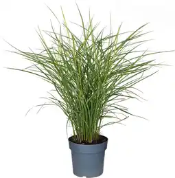 Intratuin Chinees Riet (Miscanthus sinensis 'Ferner Osten') D 23 H 70 cm aanbieding