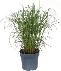 Intratuin Chinees Riet (Miscanthus sinensis 'Adagio') D 23 H 70 cm aanbieding
