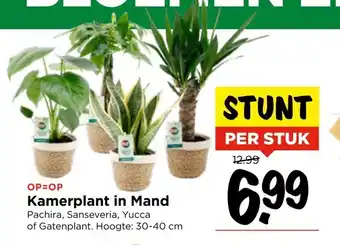 Vomar Voordeelmarkt Kamerplant in Mand Hoogte: 30-40 cm per stuk aanbieding