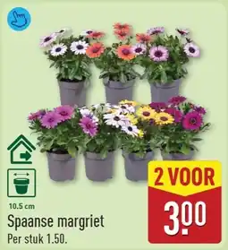ALDI Spaanse margriet aanbieding