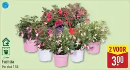 ALDI Fuchsia aanbieding