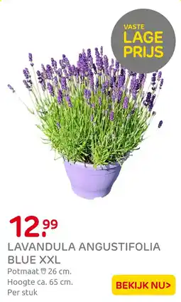 Praxis Lavandula angustifolia blue xxl aanbieding