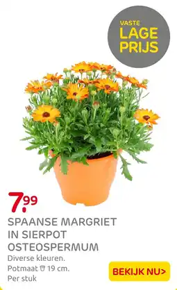 Praxis Spaanse margriet in sierpot osteospermum aanbieding